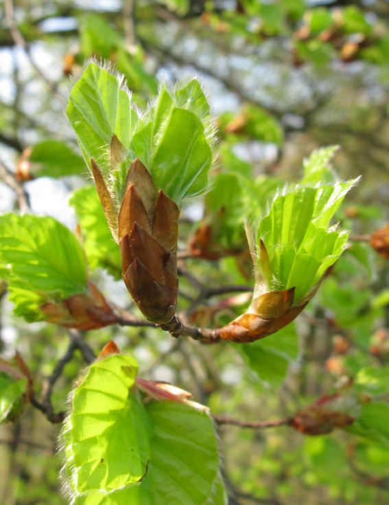 Blattaustrieb einer Buche – Sinnbild für Neubeginn und Wachstum